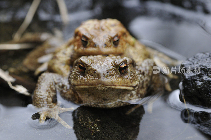 交配中的蟾蜍(Bufo Bufo)